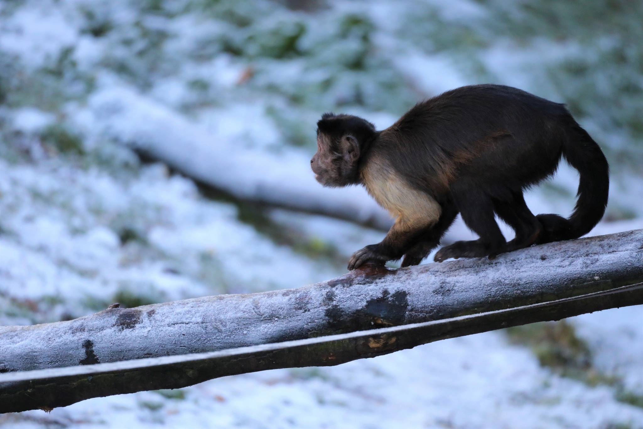 Brown capuchin looking to the left with snow in the background. IMAGE: Amy Middleton 2022